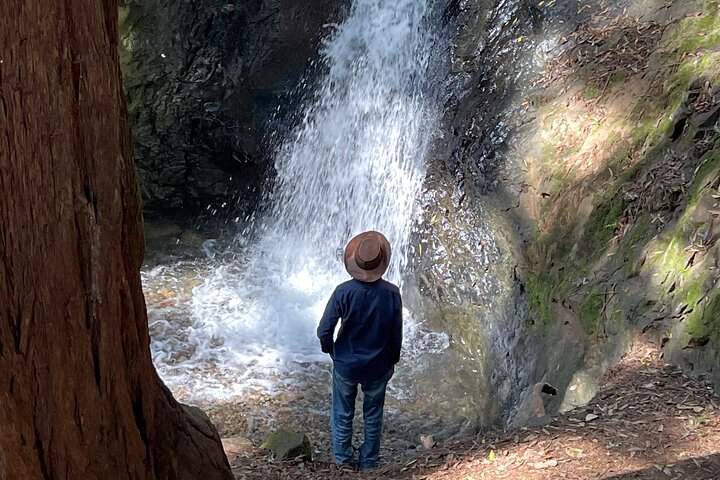 Redwoods of Marin und Mt. Tamalpais-Rundgang mit lokalem Guide