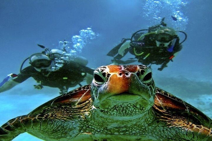 Paseo en barco por Marsa Mubarak con tortugas y dugongos desde Marsa Alam