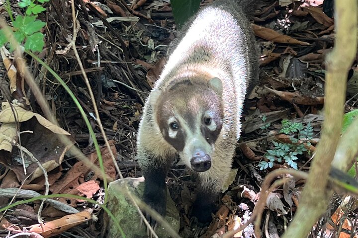 Udforsk Panama-kanalen og Gatun-søen med Rainforest Jungle Walk