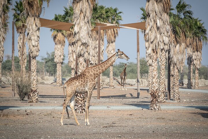 Sharjah Safari: Une aventure faunique pas comme les autres