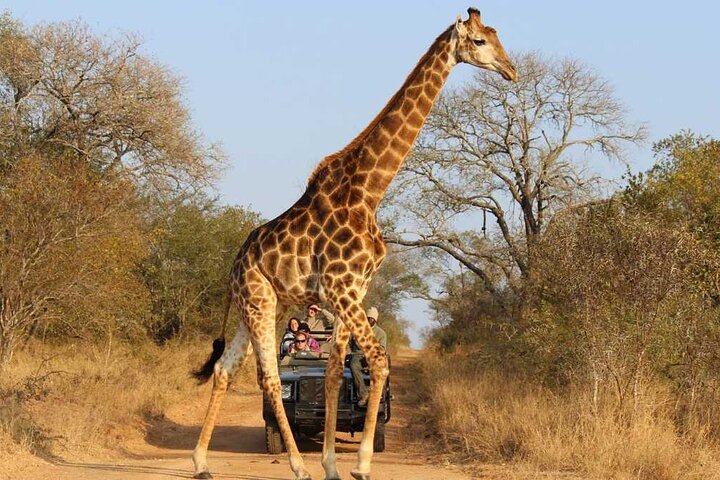 Sharjah Safari: Une aventure faunique pas comme les autres