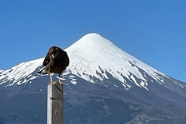 Osorno Volcano e National Park Shore Tour para cruzeiros