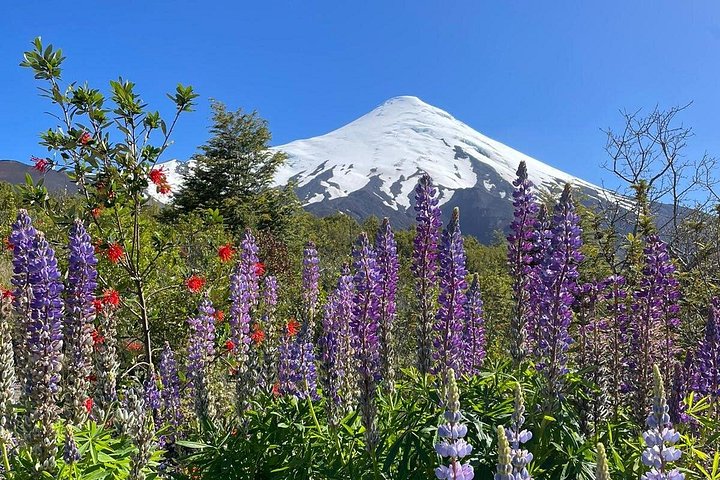 Osorno Volcano e National Park Shore Tour para cruzeiros