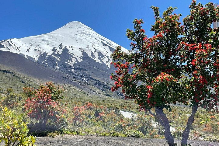 Osorno Volcano e National Park Shore Tour para cruzeiros