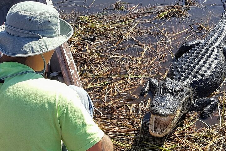 Halbtägige Everglades-Nationalparktour und 1 -stündige Fahrt mit dem Luftboot
