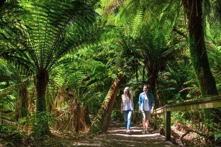 Great Ocean Road Eco Tour en petit groupe au départ de Melbourne