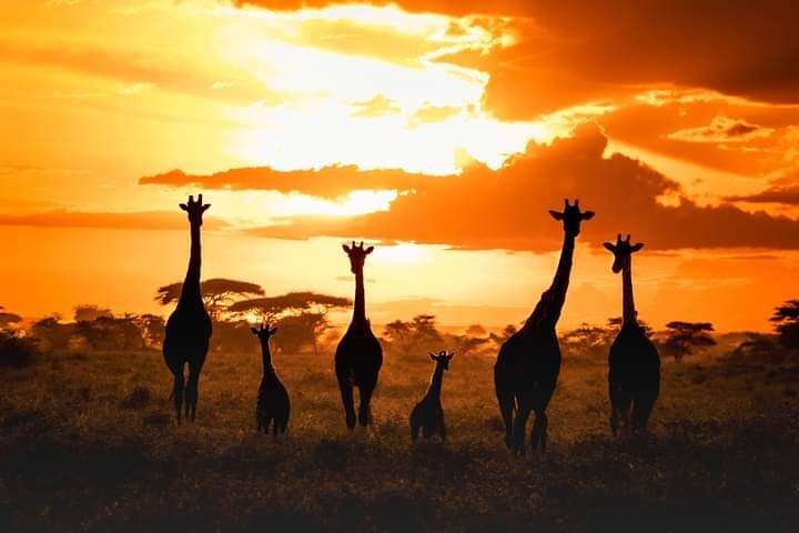 Tour di 2 giorni 1 notte al Parco Nazionale Amboseli.
