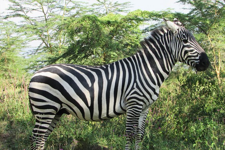 Safari di 2 giorni sulla Rift Valley per uccelli Naivasha Nakuru Baringo Bogoria