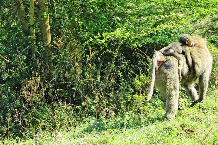Safari di 2 giorni sulla Rift Valley per uccelli Naivasha Nakuru Baringo Bogoria
