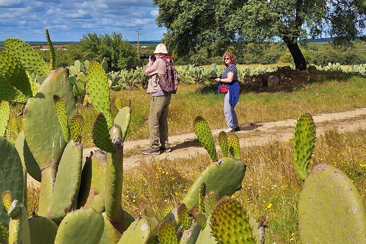 Tour privado de los corchos y las chumberas: visita privada a las fincas de Pepe Aromas