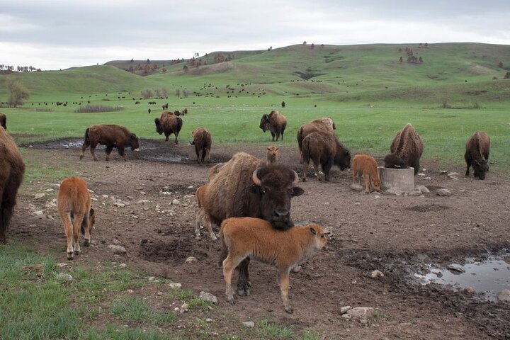 La seule journée complète - Safari bison en jeep - Déjeuner pique-nique au bord du lac