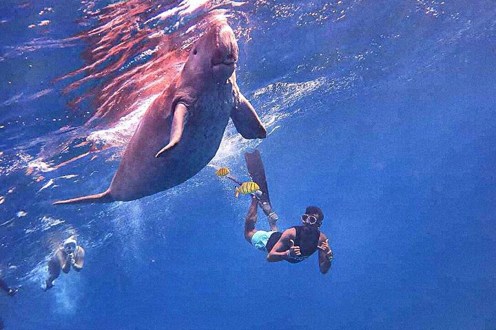 Paseo en barco por Marsa Mubarak con tortugas y dugongos desde Marsa Alam