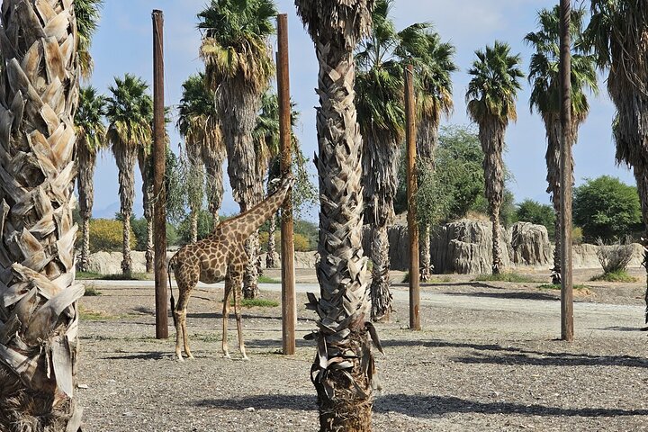 Sharjah Safari: Une aventure faunique pas comme les autres