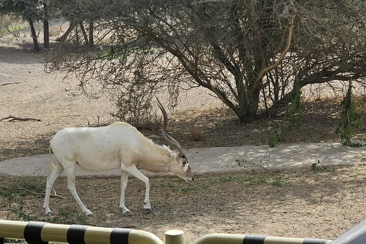 Sharjah Safari: Une aventure faunique pas comme les autres