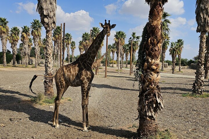 Sharjah Safari: Une aventure faunique pas comme les autres