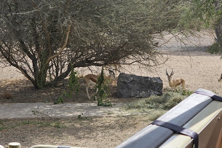 Sharjah Safari: Une aventure faunique pas comme les autres