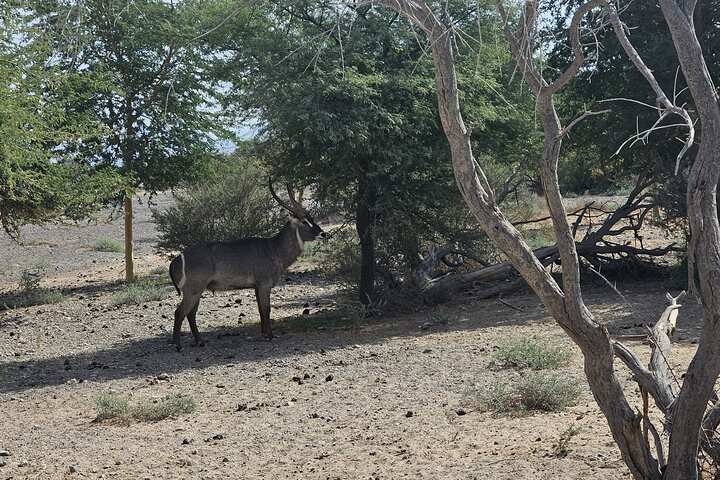 Sharjah Safari: Une aventure faunique pas comme les autres