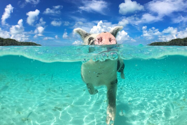 3 islands Tour with snorkelling ,Pigs, Turtles & beach club lunch