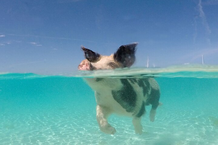 3 islands Tour with snorkelling ,Pigs, Turtles & beach club lunch