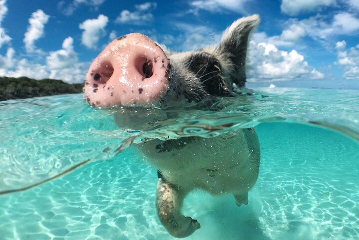 3 islands Tour with snorkelling ,Pigs, Turtles & beach club lunch