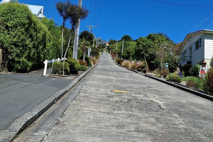 Private Dunedin & Otago Peninsula Tours Opptil 4 personer