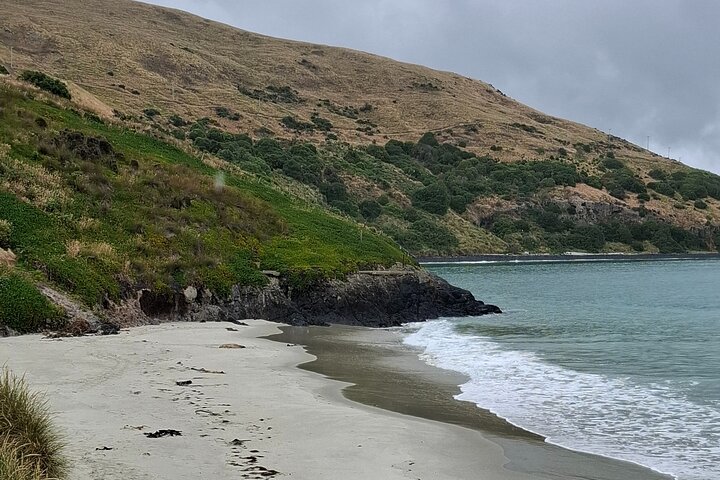 Private Dunedin & Otago Peninsula Tours Opptil 4 personer