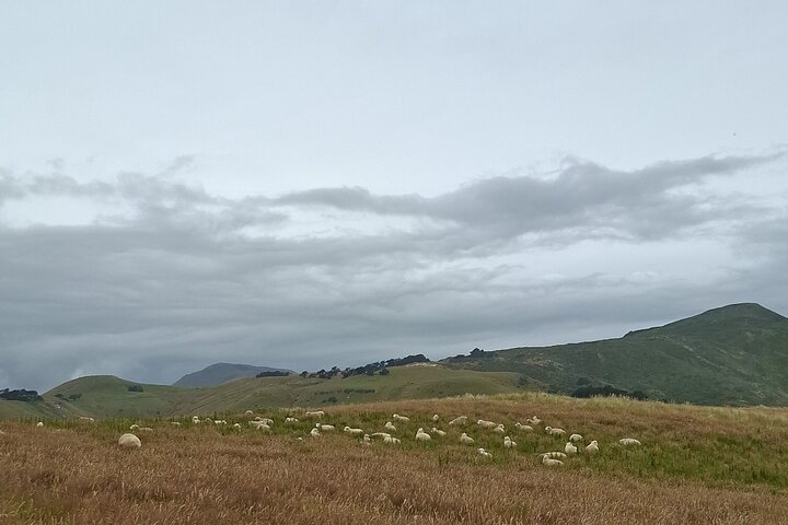 Private Dunedin & Otago Peninsula Tours Opptil 4 personer