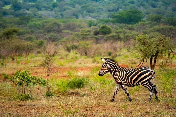 Rwanda's Only Group Safari to Akagera