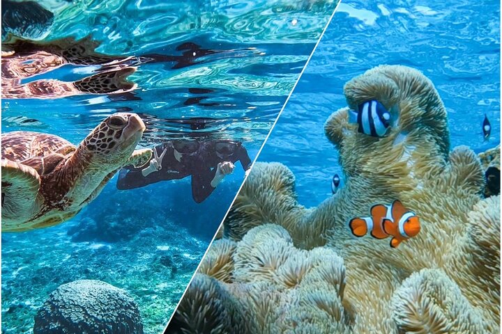 Okinawa Miyako havskildpadde Snorkeling Gratis Pick up and drop off