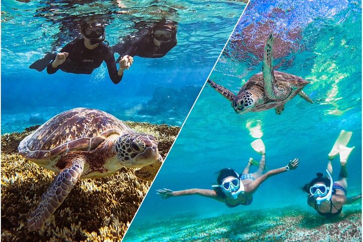 Okinawa Miyako havskildpadde Snorkeling Gratis Pick up and drop off