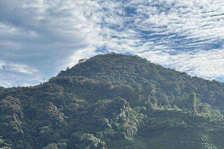 Cameron Highland Tour privato di un giorno da Ipoh