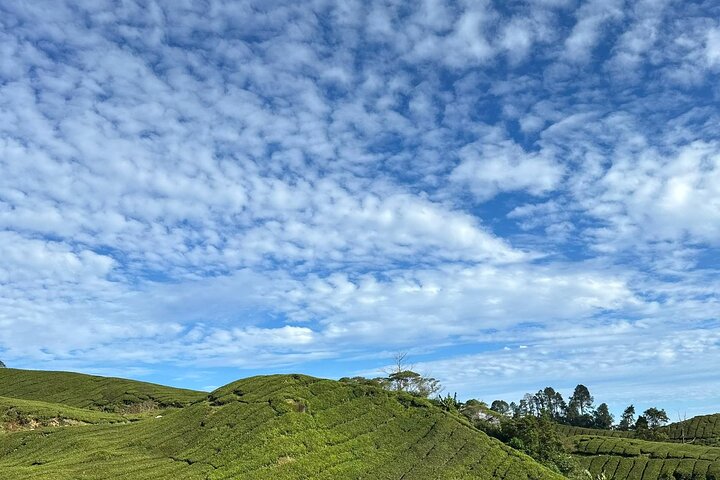 Cameron Highland Tour privato di un giorno da Ipoh