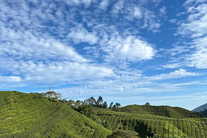 Cameron Highland Tour privato di un giorno da Ipoh