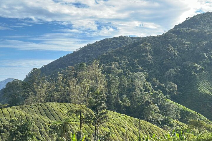 Cameron Highland Tour privato di un giorno da Ipoh