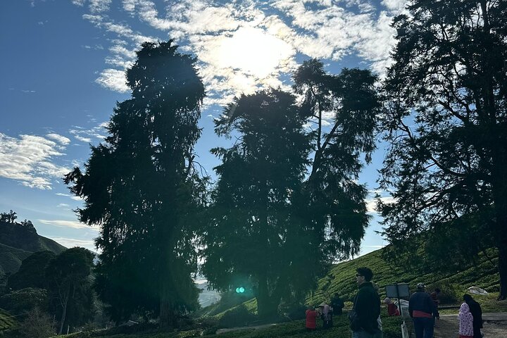 Cameron Highland Tour privato di un giorno da Ipoh