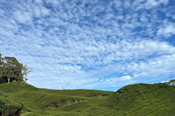 Cameron Highland Tour privato di un giorno da Ipoh
