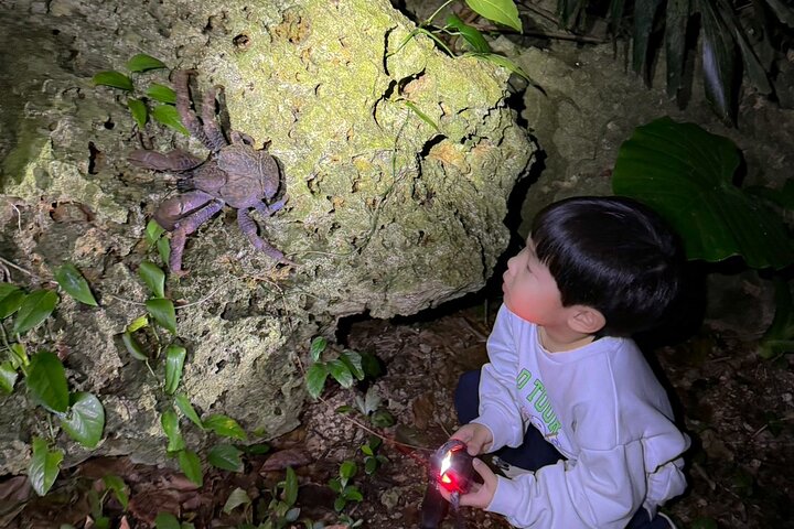 Okinawa Miyako Jungle&Starry Sky Tour Kostenlose Abholung und Rückgabe