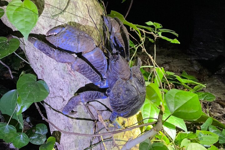 Okinawa Miyako Jungle&Starry Sky Tour Kostenlose Abholung und Rückgabe