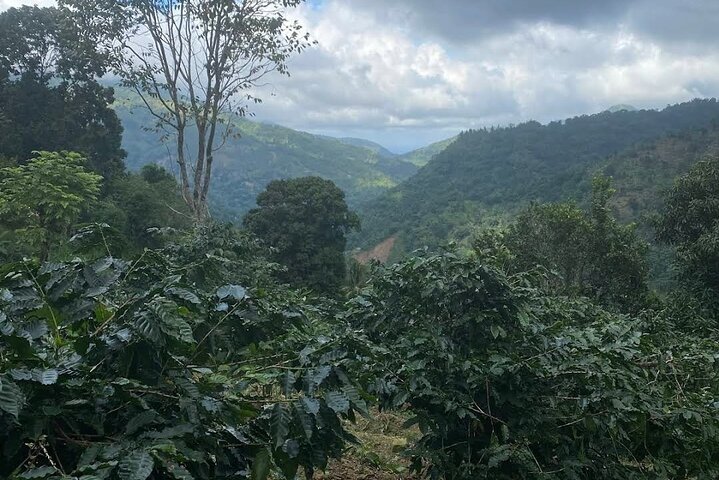 Excursão à fazenda de café a partir de Port Antonio