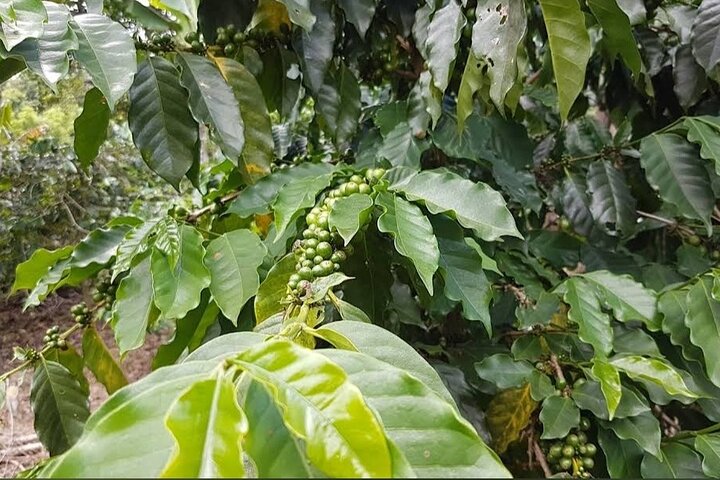 Excursão à fazenda de café a partir de Port Antonio