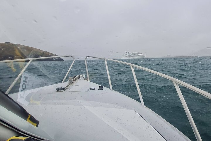 Haven-, albatros- en wildlife-cruise in de haven van Otago