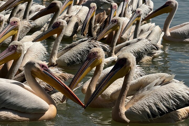Dagstur Bahir Dar, Lake Tana og Blue Nile Falls Tours
