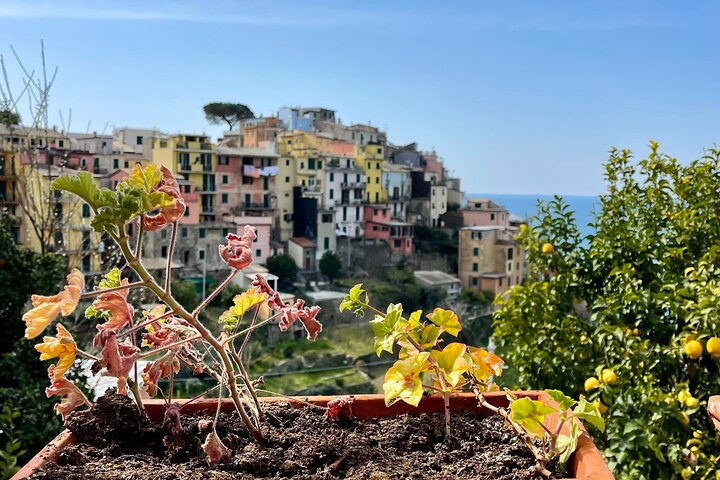 Cinque Terre privat oplevelse