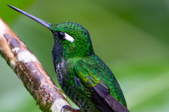 Mindo Regenwoud Vogelspotten & Fotografie I Privé Dagtocht