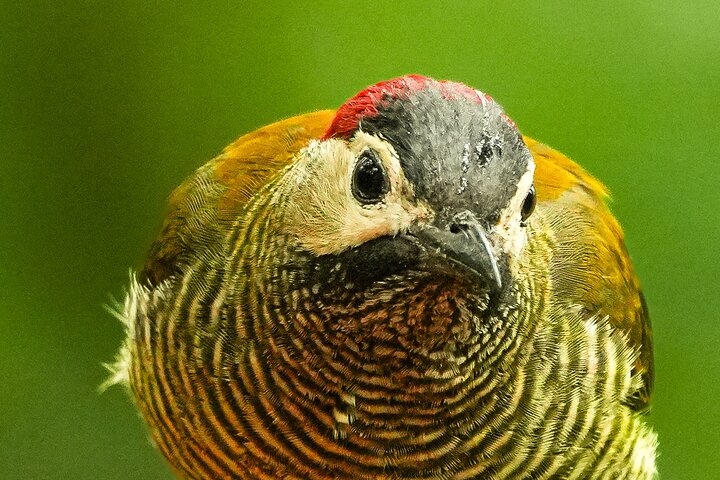 Mindo Regenwoud Vogelspotten & Fotografie I Privé Dagtocht