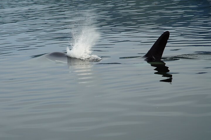 Avistamiento de ballenas, punto del estrecho helado, Hoonah