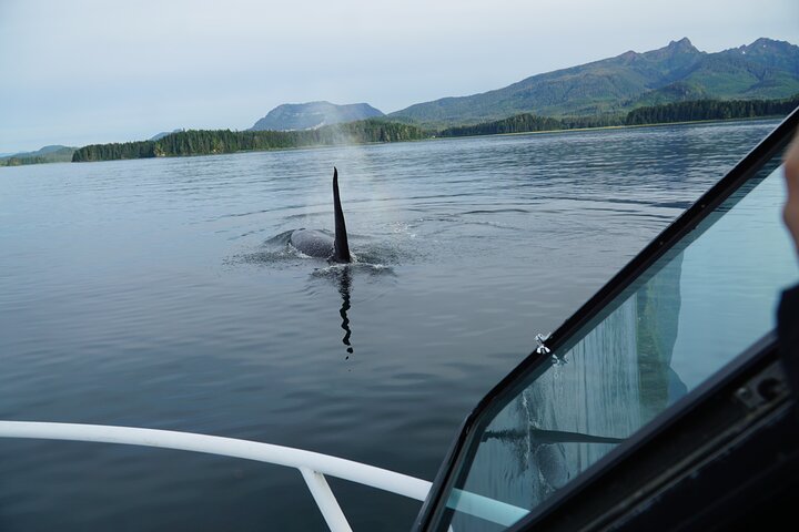 Avistamiento de ballenas, punto del estrecho helado, Hoonah