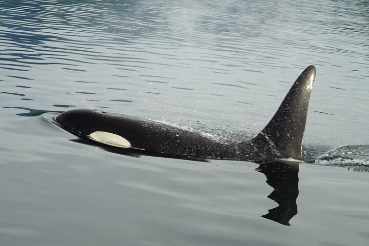 Avistamiento de ballenas, punto del estrecho helado, Hoonah