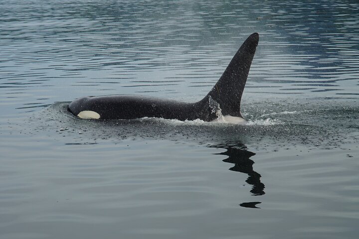 Avistamiento de ballenas, punto del estrecho helado, Hoonah