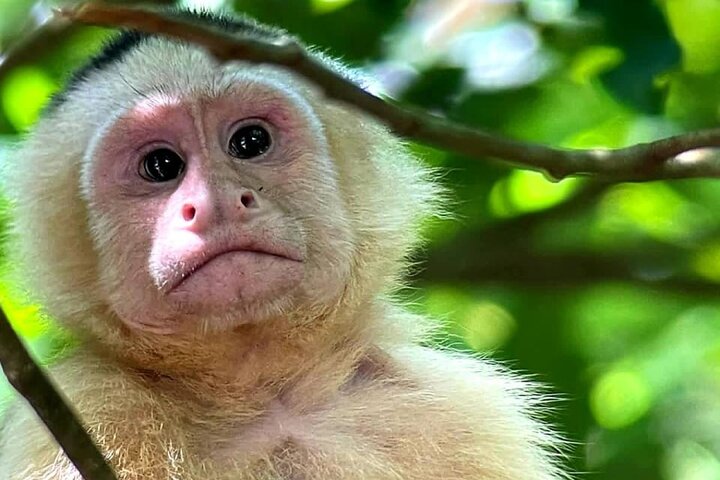 Manuel Antonio Park Guidad tur - Inträdesbiljett ingår